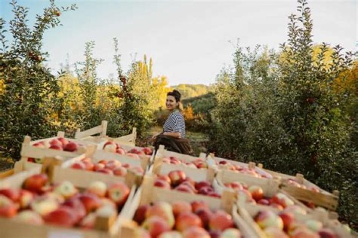 Apple Picking in Germantown MD: Your Ultimate Guide to a Family-Friendly Fall Adventure
