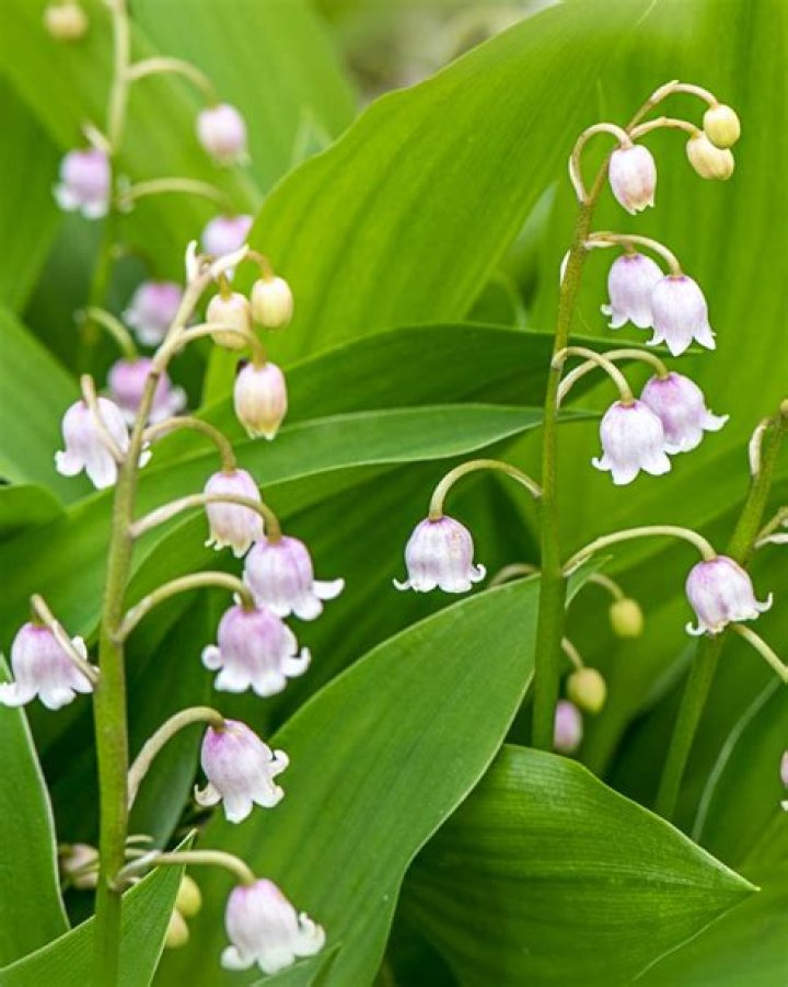 Are Lily of the Valley Poisonous? A Comprehensive Guide to Understanding Their Risks and Benefits