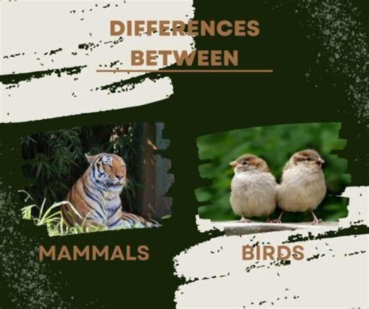 Are Mammals Birds? Exploring the Distinction Between Mammals and Birds