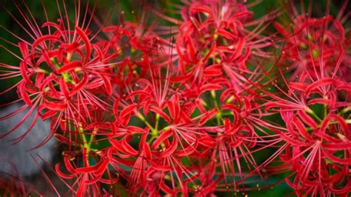 Are Red Spider Lilies Poisonous to Humans? Unveiling the Truth