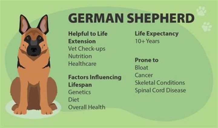 Average German Shepherd Lifespan: A Comprehensive Guide for Owners