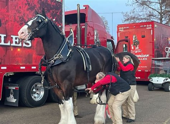 Budweiser Clydesdales Price: A Comprehensive Guide to Owning These Iconic Horses