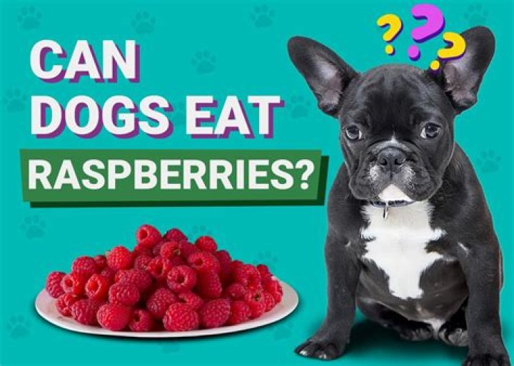 Can Dogs Eat Raspberries Safely? A Comprehensive Guide for Pet Owners
