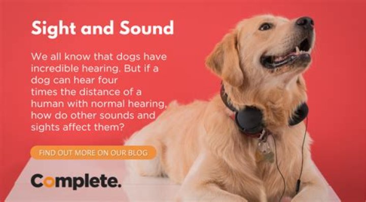 Can Dogs Hear Better Than Humans? Unlocking the Secrets of Canine Hearing
