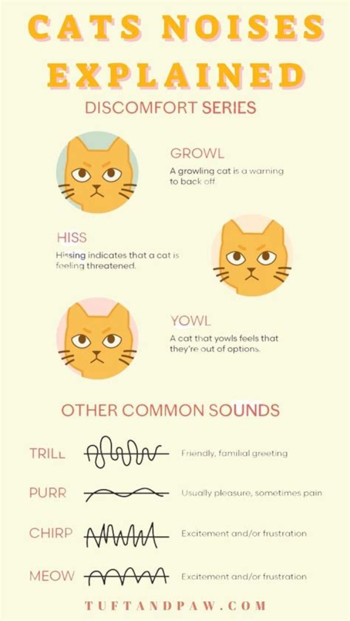 Cat Noises: What They Mean and How to Understand Your Feline Friend