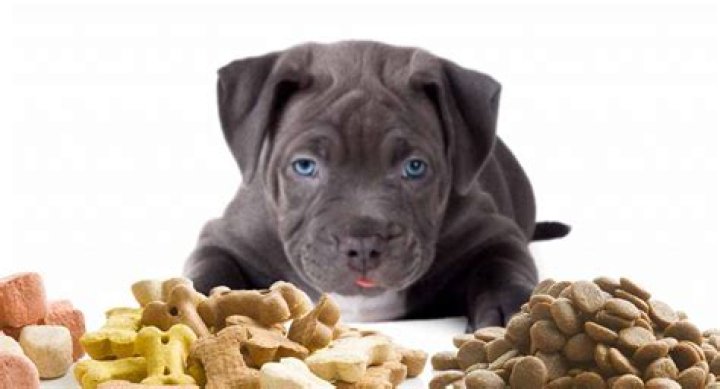 Comprehensive Guide to Blue Nose Pitbull Puppy Food