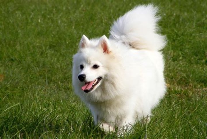 Discover the Charm of Dogs That Are White and Fluffy