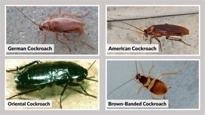 Discover the Fascinating World of Friendly Roaches: Allies in Nature