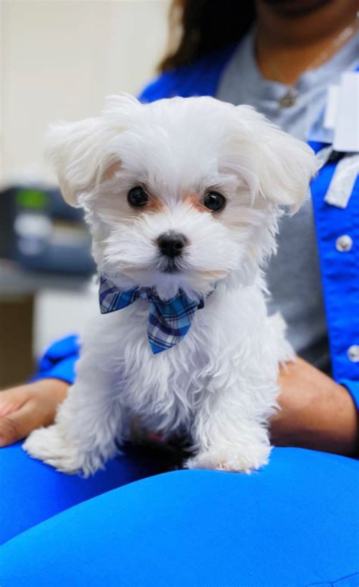 Do Maltese Poodle Dogs Shed? A Comprehensive Guide