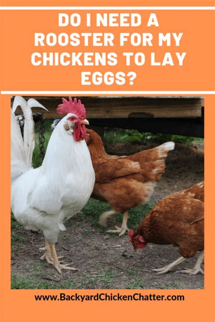 Do You Need a Rooster for Hens to Lay Eggs? A Comprehensive Guide