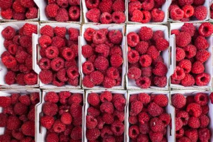 Dog Eats Raspberries: The Complete Guide for Pet Owners