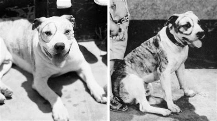 Dog on The Little Rascals Name: A Comprehensive Guide to Pet's Legacy