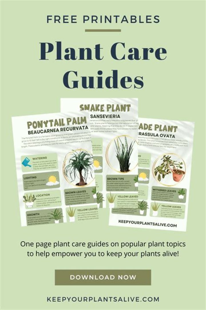 Hobby Lobby Lim Trees: A Comprehensive Guide to Cultivation, Care, and Expert Tips