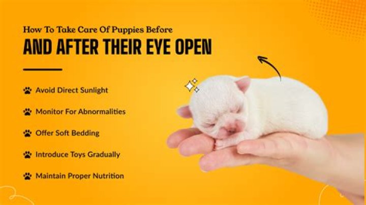 How Many Days Before Puppies Open Their Eyes: A Comprehensive Guide
