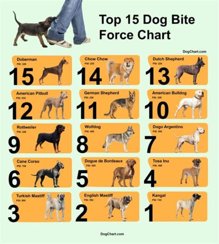 How Much Bite Force Does a Pit Bull Have? Unveiling the Truth Behind the Numbers