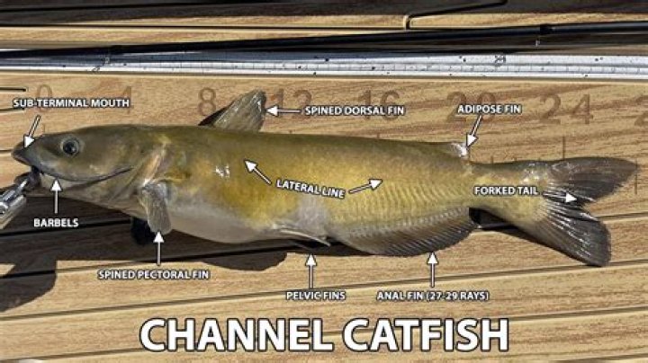 Is Max Back on Catfish? The Latest Updates and Exclusive Insights