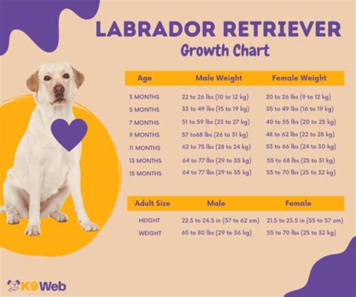 Labrador Retriever Average Weight: A Comprehensive Guide