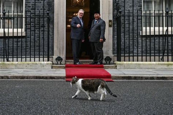 Larry the Cat at Downing Street: The Beloved Chief Mouser and His Remarkable Journey