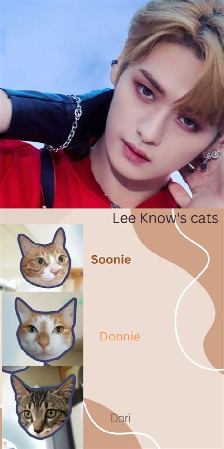 Lee Know Cat Name: Unveiling the Fascinating World of Lee Know's Beloved Pet