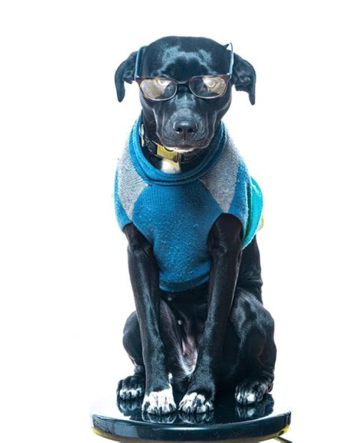 Loyal Companion Pet: Your Ultimate Guide to Finding the Perfect Furry Friend