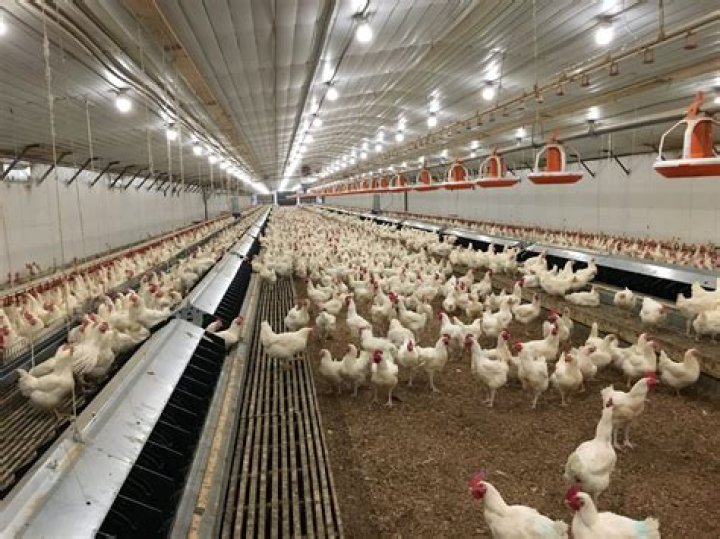 Majestic Poultry: A Comprehensive Guide to the World of High-Quality Poultry