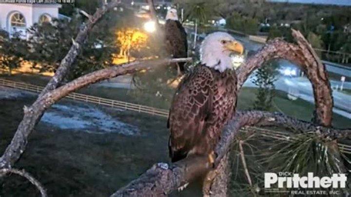 Southwest Eagle Cam Live Feed: Your Ultimate Guide to Experience Nature's Majesty