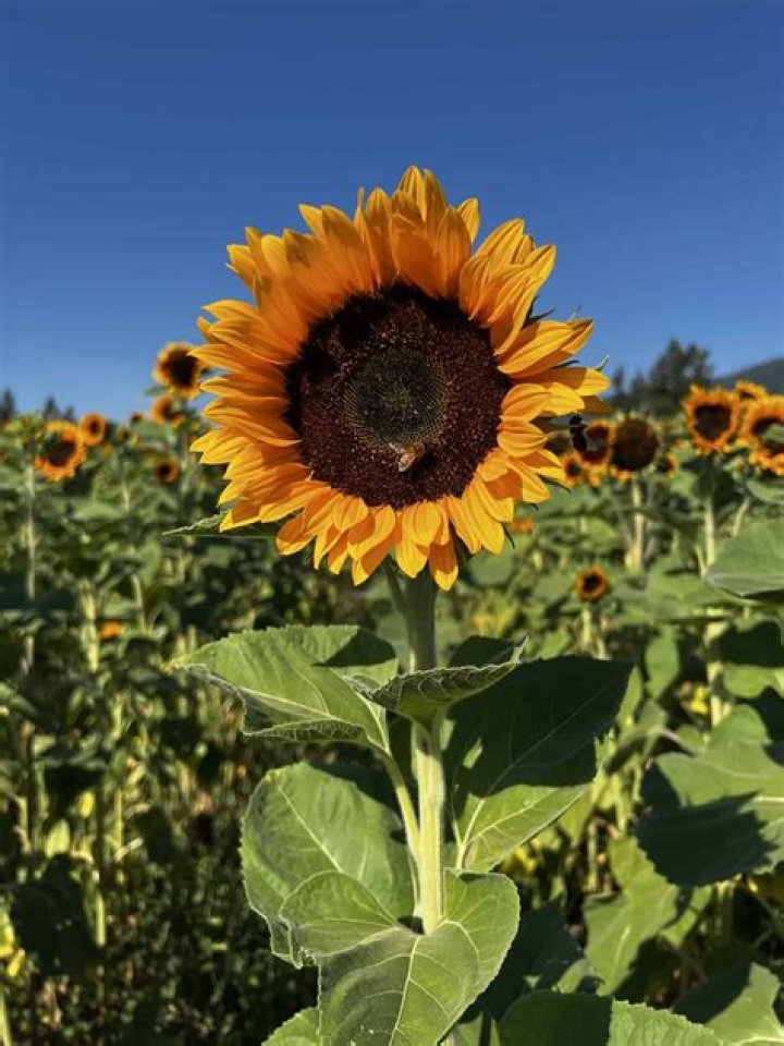 Spring Is In How Many Days: A Comprehensive Guide to Understanding Spring Seasons
