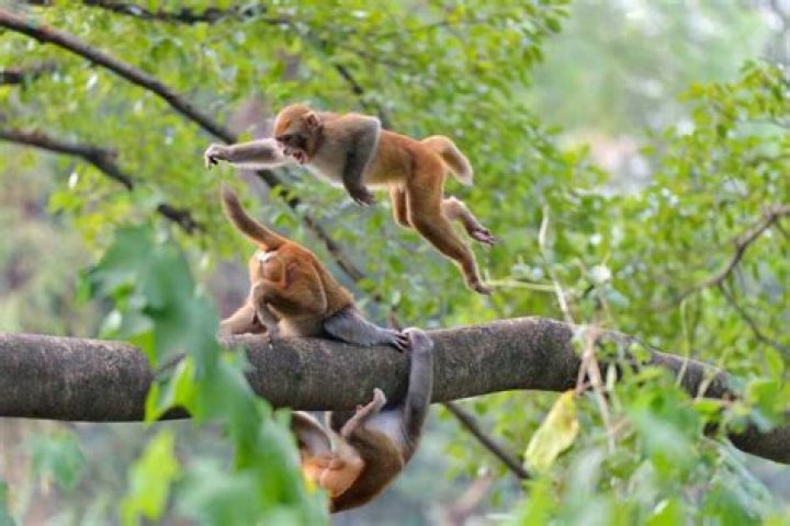 Squirrel Monkey Forell: Discovering the Fascinating World of These Playful Primates
