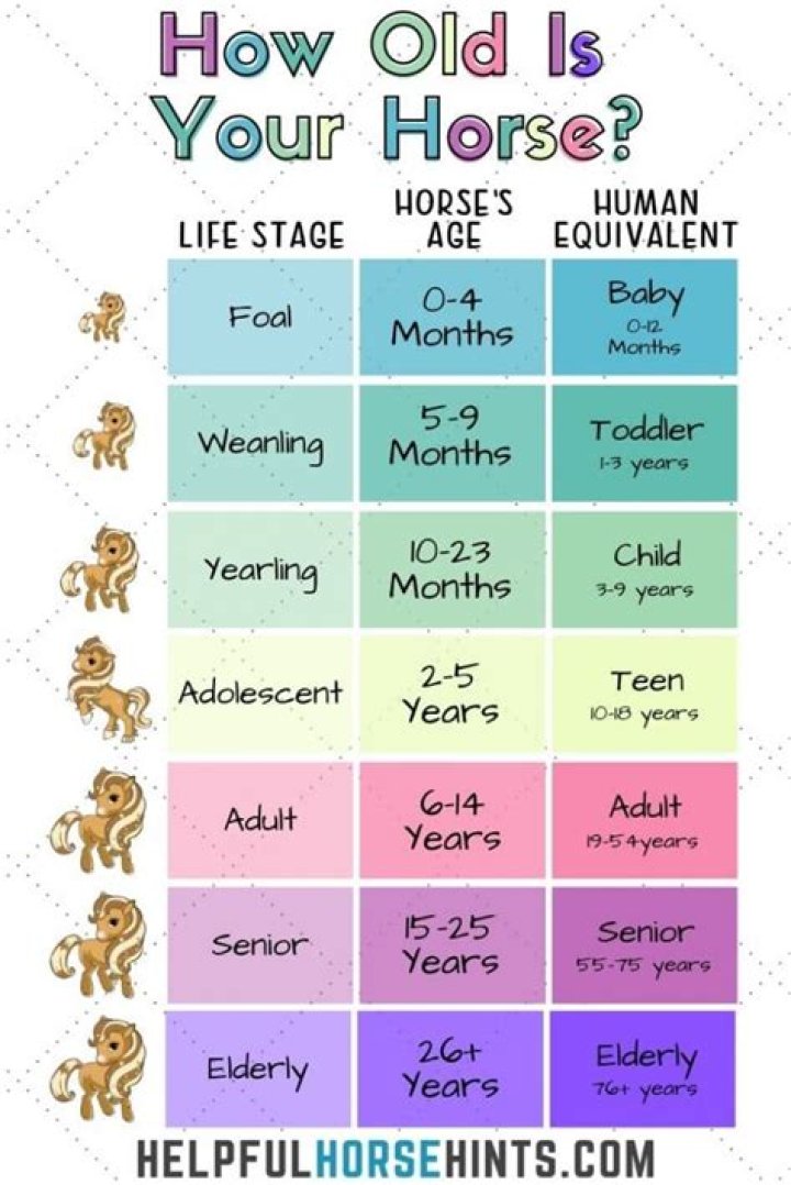 The Fascinating Lifespan of Horses: A Comprehensive Guide