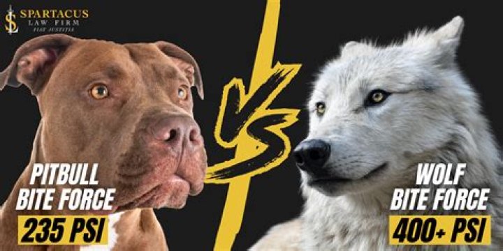 The Jaw Strength of a Pitbull: Understanding the Power and Myths
