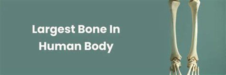 The Largest Bone in the Human Body: A Comprehensive Guide