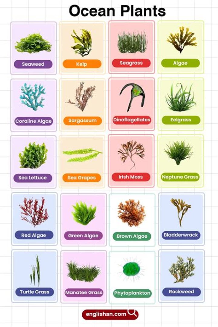 The Ocean Plants: A Comprehensive Guide to Marine Flora