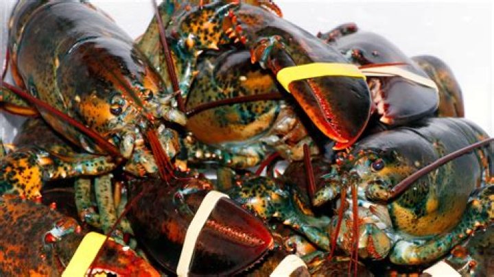 The Ultimate Guide to "El N&uacute;mero del Dish": Everything You Need to Know