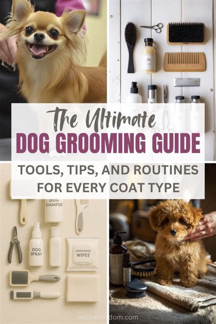 Ultimate Guide to Dogs Grooming: Tips, Techniques, and Expert Advice