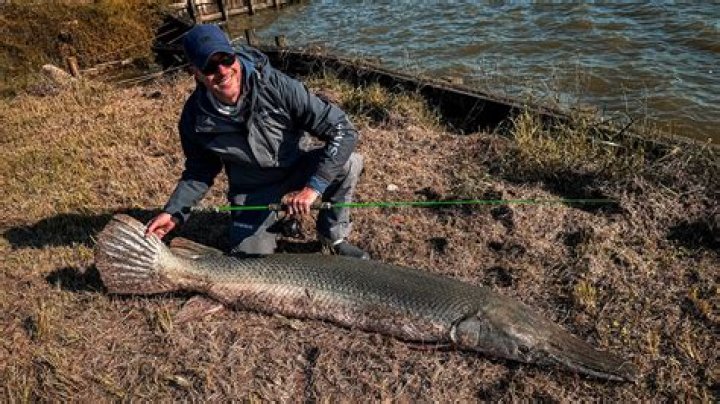 Unveiling the World Record Alligator Gar Length: A Comprehensive Dive