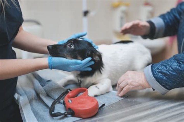 Vegas.Vet: Your Ultimate Guide to Animal Care in Las Vegas