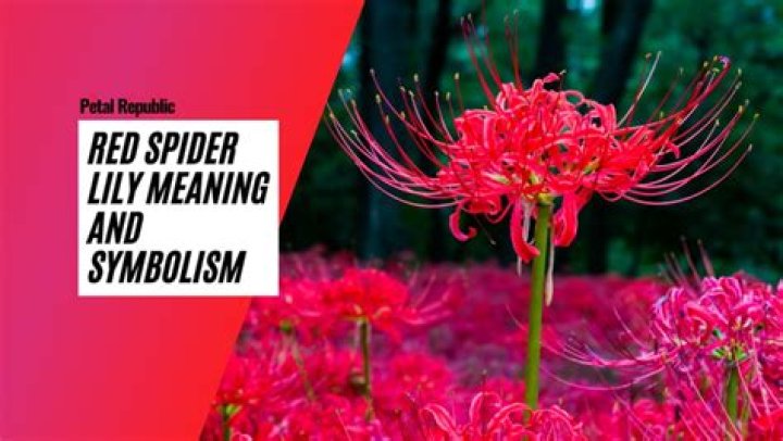 What Does Red Spider Lily Represent: Unveiling the Symbolism and Cultural Significance