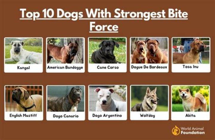 What is the Bite Strength of a Pitbull? Understanding Their Power and Temperament