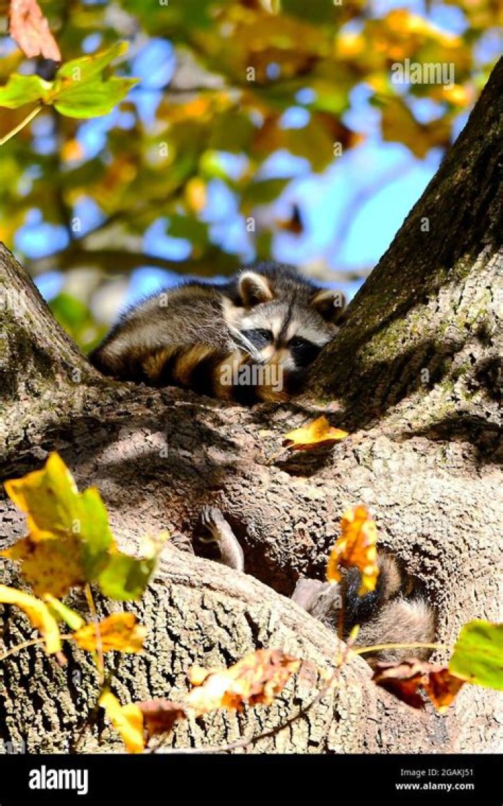 Where Do Raccoons Sleep During the Day: A Comprehensive Guide